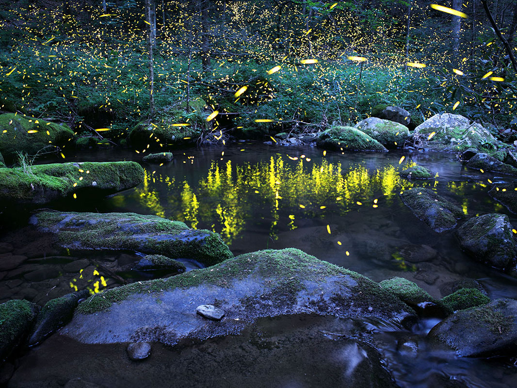 Firefly Threats and Conservation Efforts Xerces Society